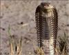 Snouted Cobra (Naja annulifera)