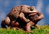 toads 004