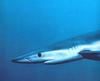 blue shark