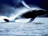 Breaching Adult Humpback, AuAu Channel, Maui