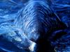 California Gray Whale, Baja, Mexico