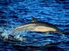 Common Dolphin, Leaping, Sea of Cortez, Mexico