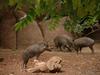 Visayan Warty Pig (Sus cebifrons)