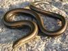 Slowworm (Anguis fragilis)