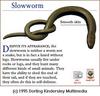 Slowworm (Anguis fragilis)