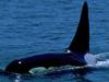 Orca Fin, aka Jaws