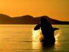 Orca, Breaching, British Columbia, Canad