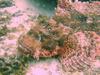 scorpionfish closeup