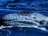 Surfacing, California Gray Whale, Baja, Mexico