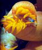 tube coral polyp, silverside fish