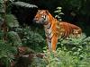 Bengal tiger - Panthera tigris tigris