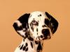 Dalmatian Beauty