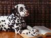 Dalmatian Deep Thoughts