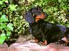 Frederick, Black and Tan Mini Dachshund