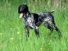 German Short-Haired Pointer