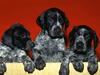 German Shorthaired Puppies