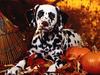 Autumn Romp, Dalmatian