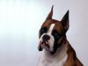 Barnabus, Boxer