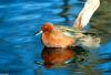 Cinnamon teal (Anas cyanoptera)