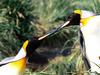 Courtship, King Penguins