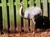 Darwin's Rhea (Pterocnemia pennata)2002003