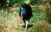 Double- waddled Cassowary 002lr