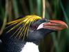 Fashionable Hairstyle, Macaroni Penguin