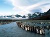 King Penguins at Bank Sunrise, St. Andrews Bay, South Georgia