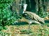 Kori Bustard (Ardeotis kori)001lr