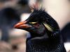 New Do, Rockhopper Penguin