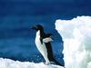 Ready For Takeoff!, Adelie Penguin
