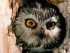 Saw-Whet Owl, Pennsylvania