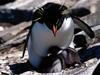 Sheltering, Rockhopper Penguins