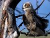 Supervising, Great Horned Owl