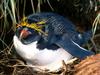 Tending the Nest, Macaroni Penguin