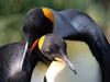 Whispering Sweet Nothings, King Penguins