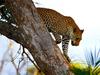 A Leopard Descends, Botswana