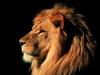 African Male Lion, Kenya