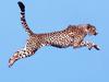 Air Time, Cheetah
