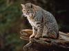 Bobcat on the Prowl, Montana