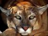 Body Language, Cougar