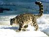 Calculation, Snow Leopard