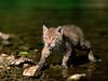 Cautious Approach, Eurasian Lynx