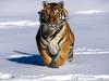 Charge!, Siberian Tiger