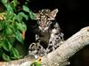 Clouded Leopard Cub