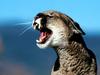 Cougar Call