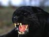 Enraged, Black Leopard