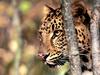 Focal Point, Amur Leopard
