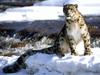 Focused, Snow Leopard
