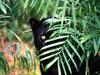 Hidden Threat, Black Leopard